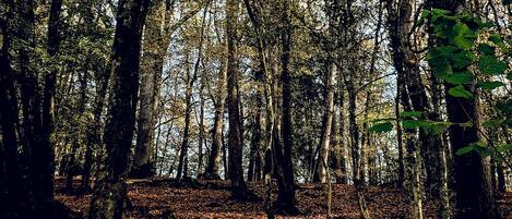Un bosque denso con árboles altos y el suelo cubierto de hojas caídas.