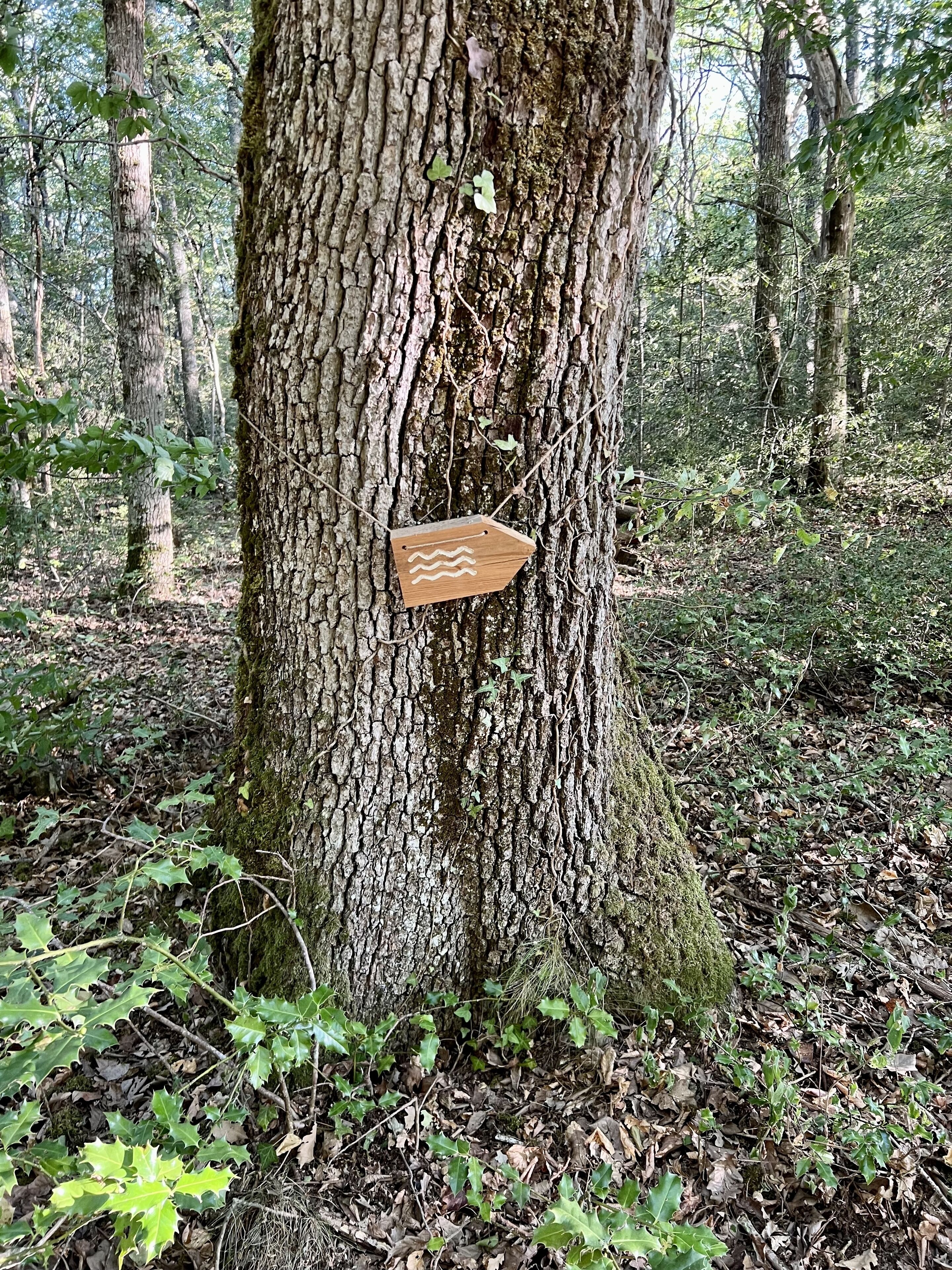 A tree with a wooden sign attached to it.