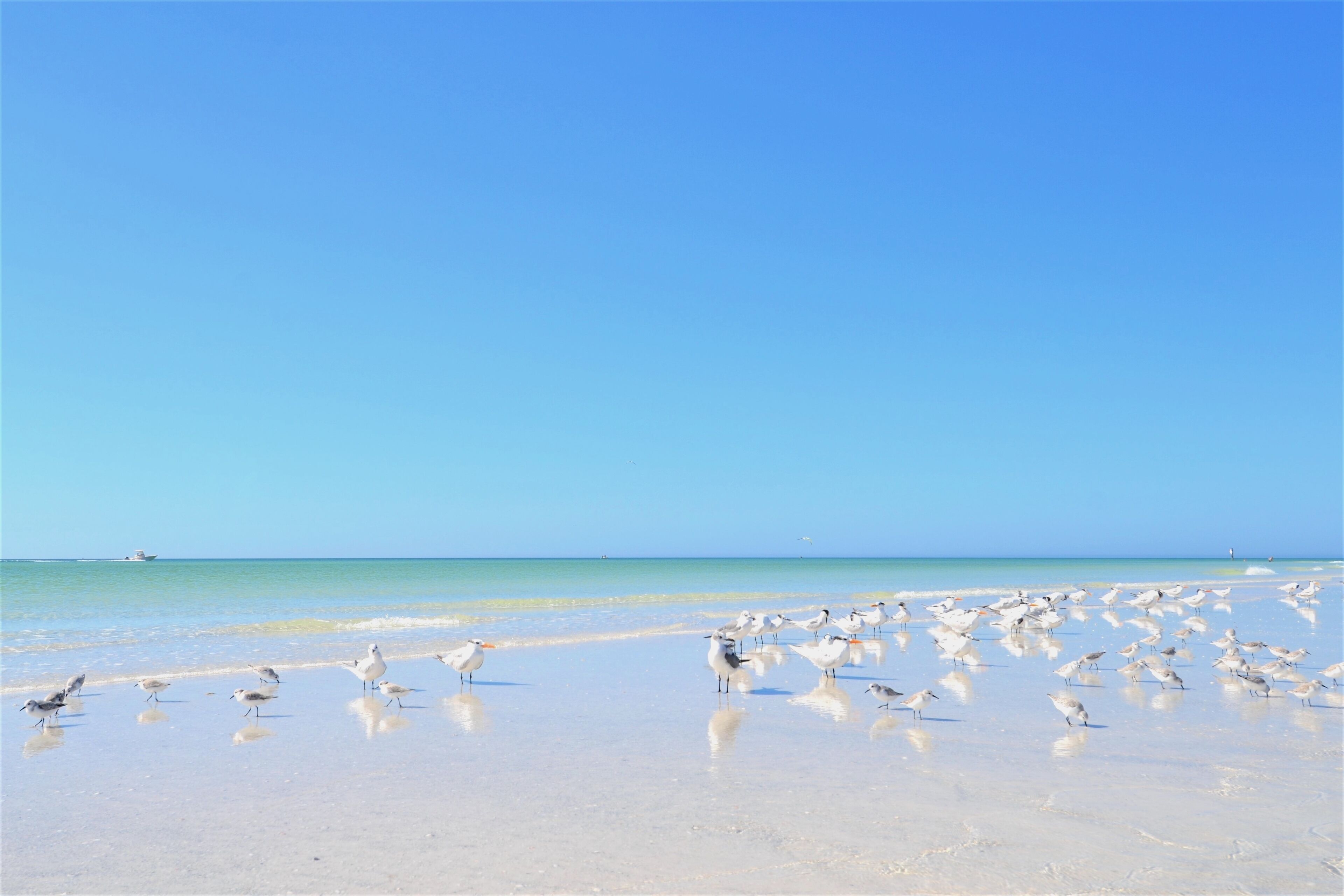 See seagulls and wildlife on Siesta Key's soft white sand.