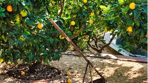 Un agrumier avec des oranges, un bâton en bois et un panier posé sur le sol.