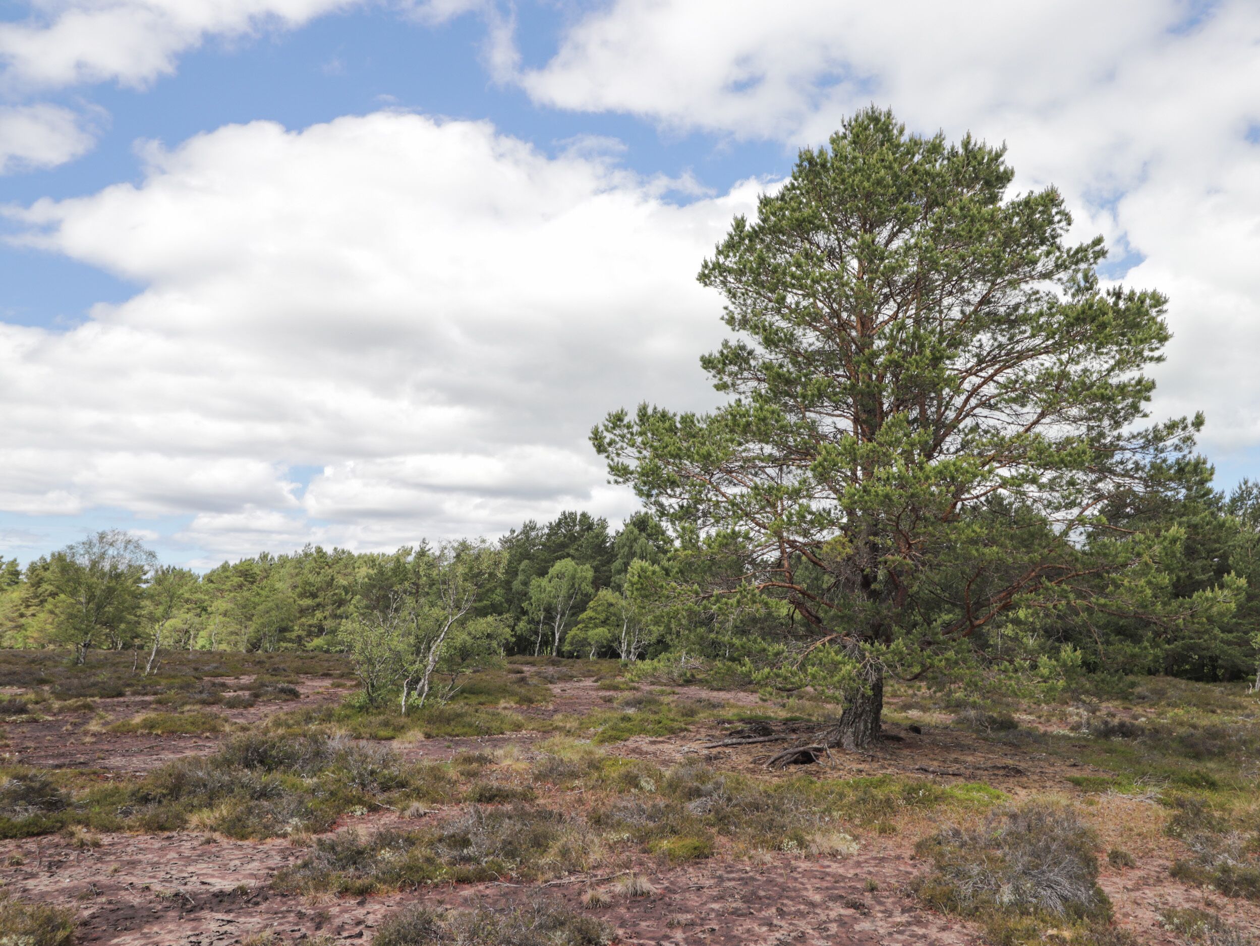 A natural landscape with a prominent tree, sparse vegetation, and a clear sky.