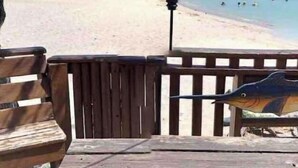 Una platja amb una banca de fusta i una escultura d'ocell.