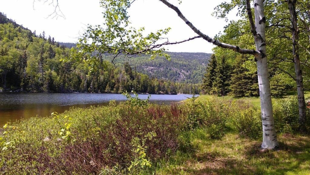 A natural landscape with a lake, dense forest, and birch trees.