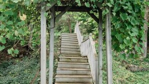 Eine Holztreppe führt zu einem mit Grünpflanzen bewachsenen Pergola.