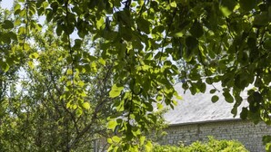 Un jardin avec différentes plantes et fleurs, un bâtiment en pierre en arrière-plan et un arbre au premier plan.