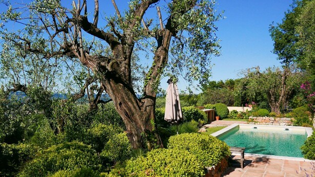 Una piscina con borde de piedra, rodeada de exuberante follaje y un árbol.