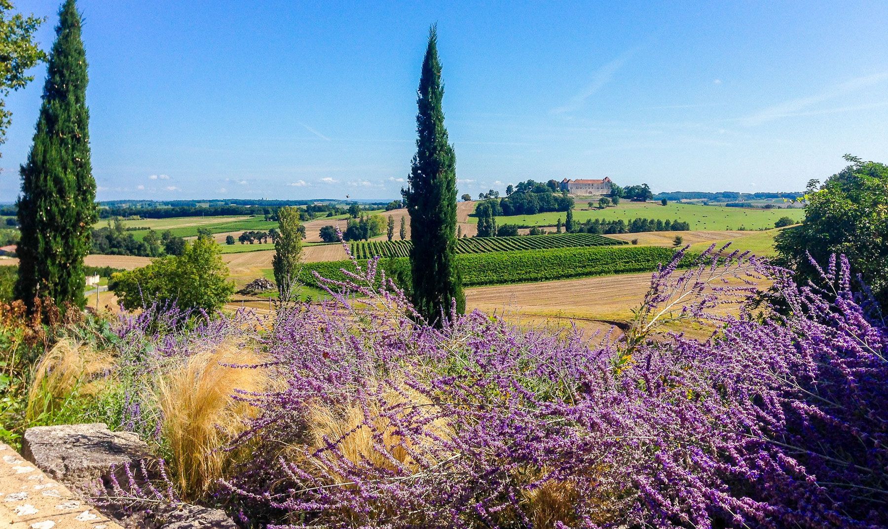 Un vignoble bordé de champs de lavande, de cyprès imposants et d’un bâtiment situé au loin.
