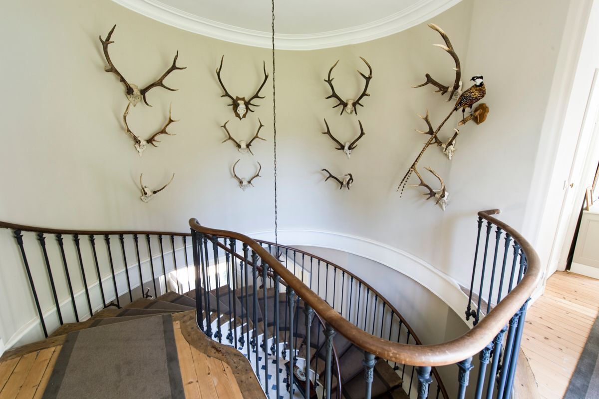 A staircase with a wooden handrail and a wall adorned with mounted animal skulls and antlers.