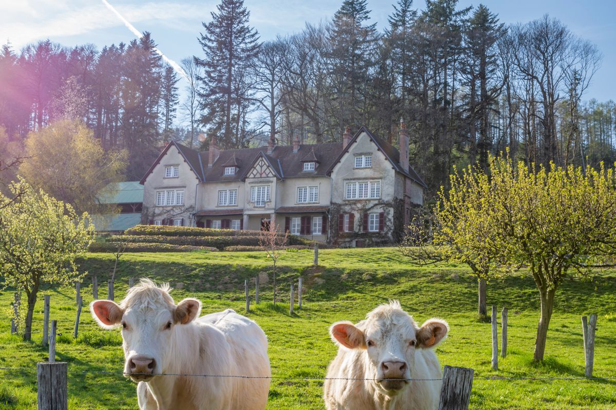 Two cows in a fenced pasture with a large house in the background.