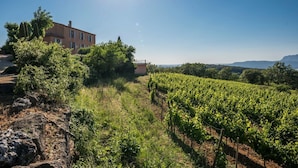 Un vignoble avec des rangées de vignes, un bâtiment à la façade rouge et un ciel d’un bleu limpide.