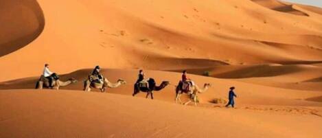 A desert landscape with sand dunes and camels.