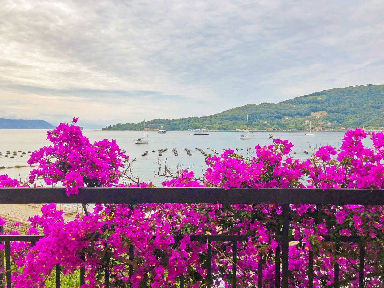 Une vue sur la côte, avec des bateaux, une clôture en bois et des fleurs d’un rose éclatant.