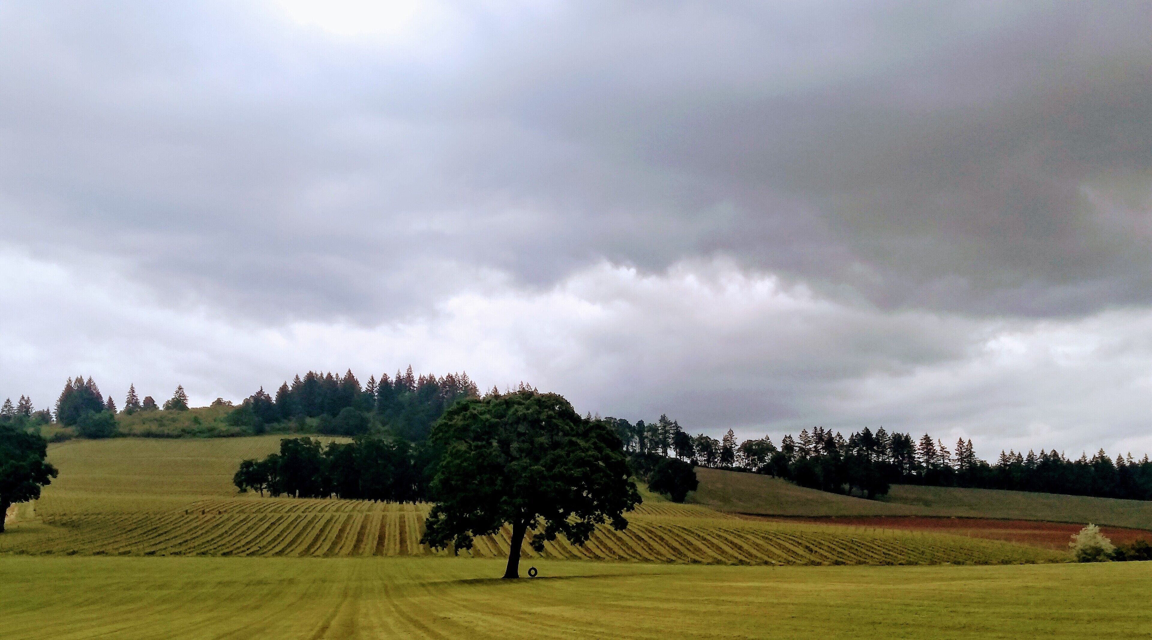 A rural landscape with a single tree in the foreground, a field with rows of crops, and a forest in the background under a cloudy sky.