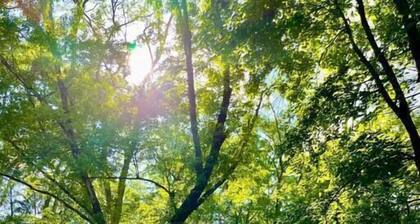 Forest and River Side Tranquil House