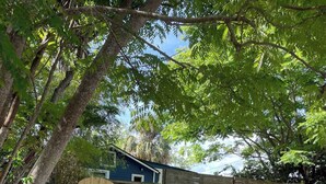 A fenced backyard with a dirt path leading to a wooden gate. - Walking distance to St George, packed with attractions and activities! (St. Augustine)