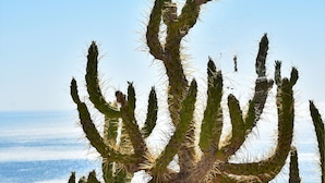 Een cactussplant met meerdere takken, voor een achtergrond van heldere lucht en zee.