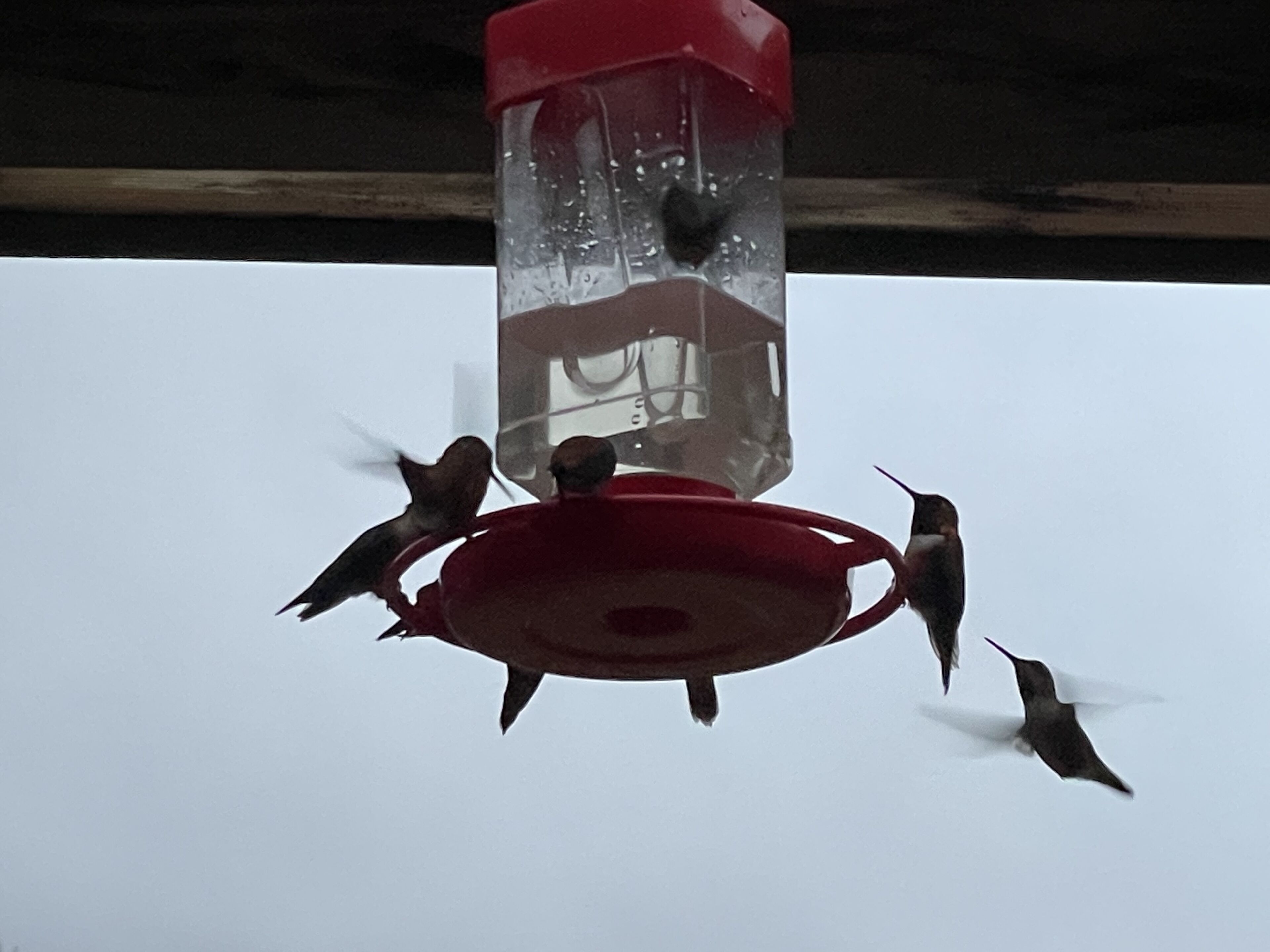A bird feeder with four birds around it.