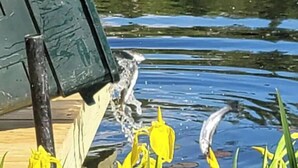 A water feature with a pump, surrounded by yellow flowers and a body of water reflecting trees.