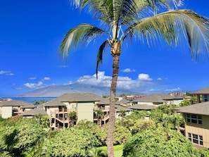 A residential area with multiple two-story houses, a prominent palm tree, and a mountain in the background.