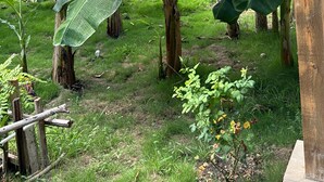 A wooden structure with a hanging bunch of bananas.