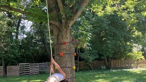 Un arbre auquel est attachée une balançoire faite d’une corde.