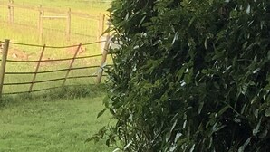 Een landelijk landschap met een haag op de voorgrond, een omheining en een lichtslingering in de verte.