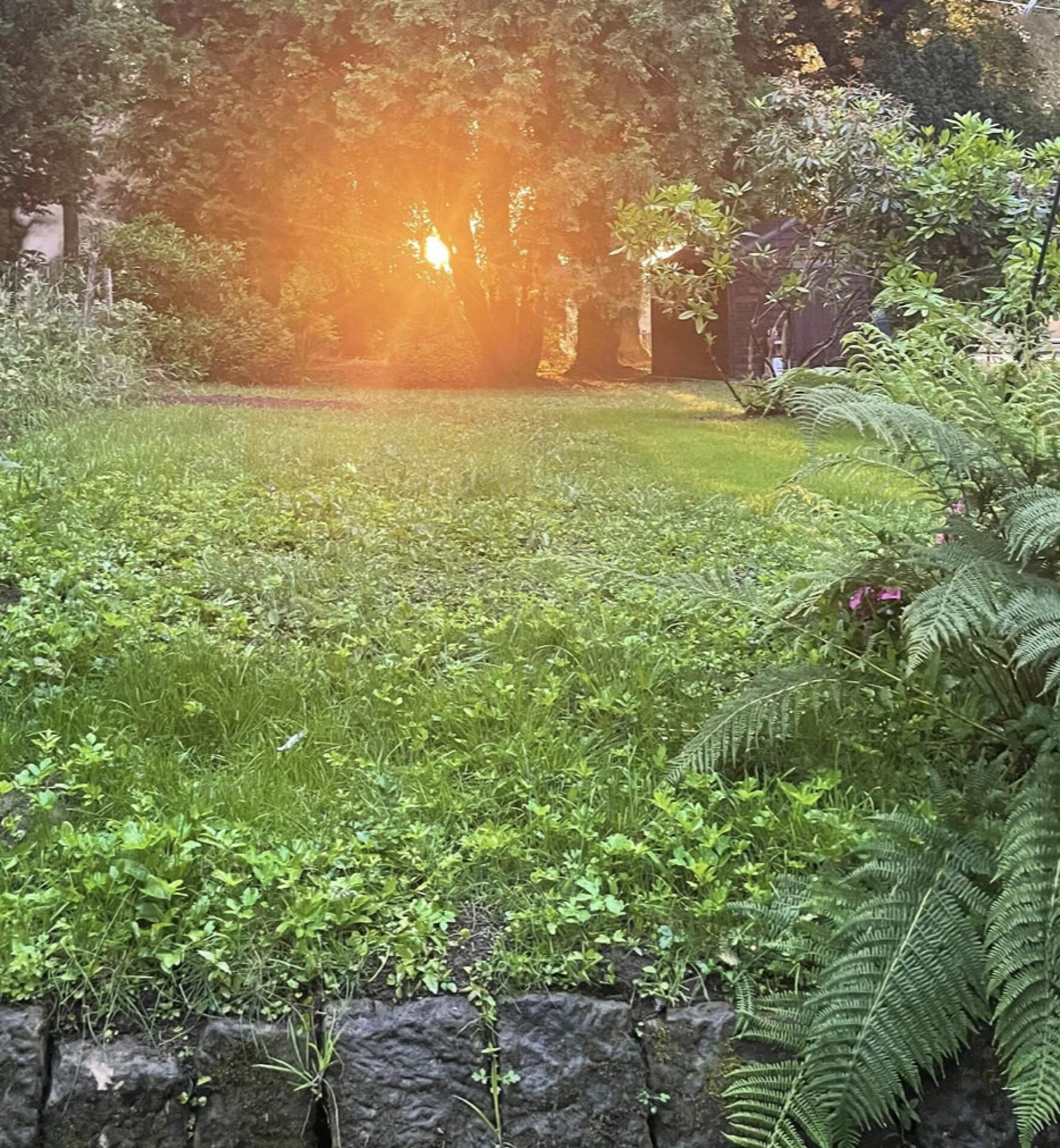 A garden with a stone wall, various plants, and a large tree in the background.