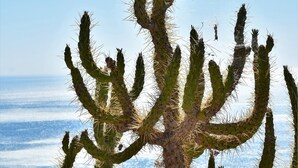 A cactus plant with multiple arms, surrounded by various other plants, set against a backdrop of a clear sky and ocean. - - Gli Orizzonti di Agata - Villa with a wide view of the sea - MARGHERITA - (Puglia)