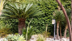 A garden with various plants, including a large palm tree and a cactus.