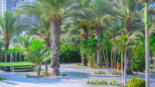 Un área ajardinada con palmeras y un sendero pavimentado.