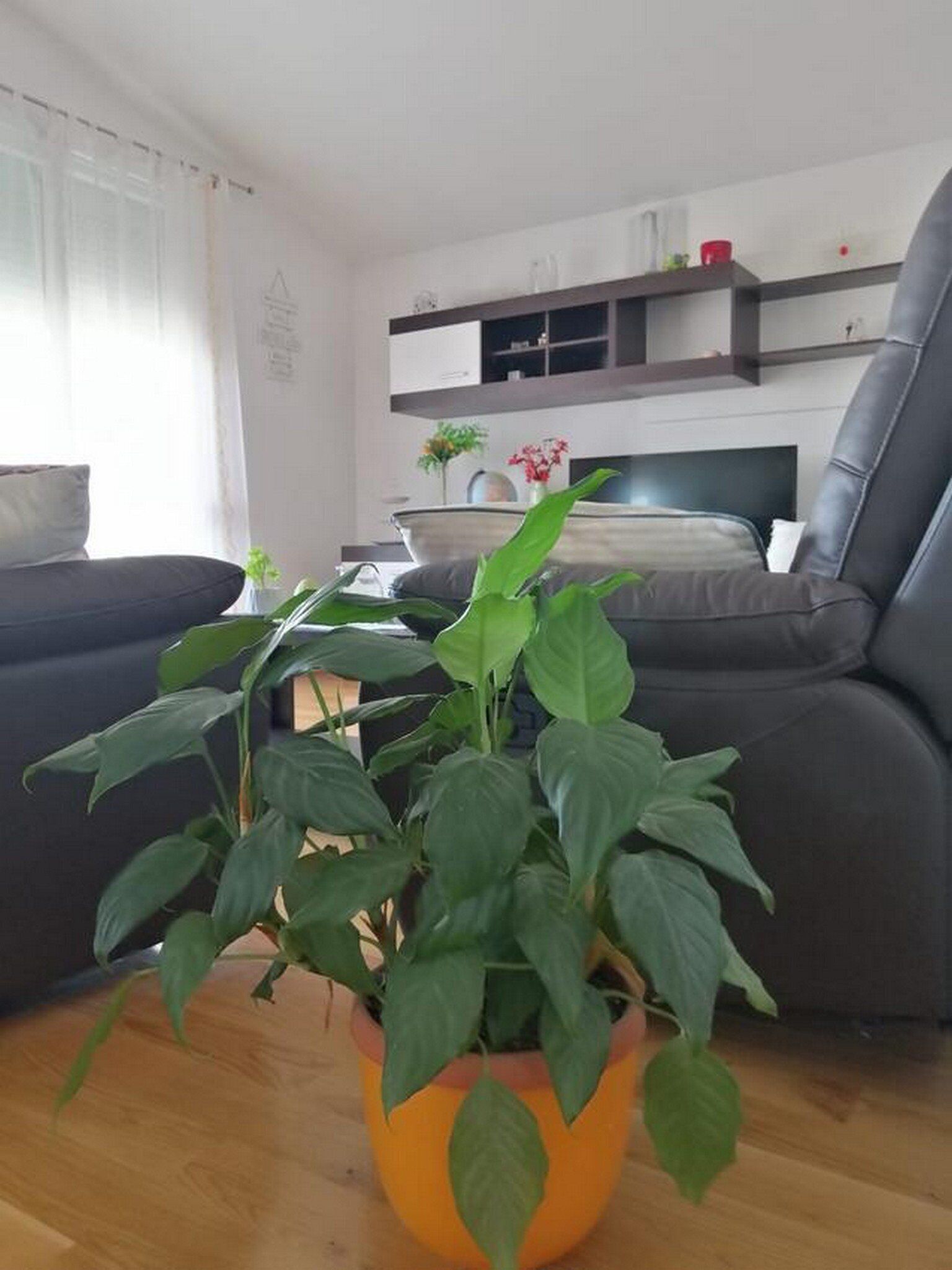 A modern living room with a sofa, a coffee table, and a potted plant.