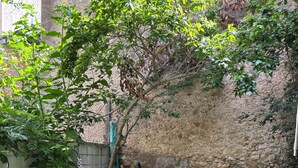 Zona de terrassa amb taula i cadires, una taula petita rodona amb una planta, i un jardí amb gespa.