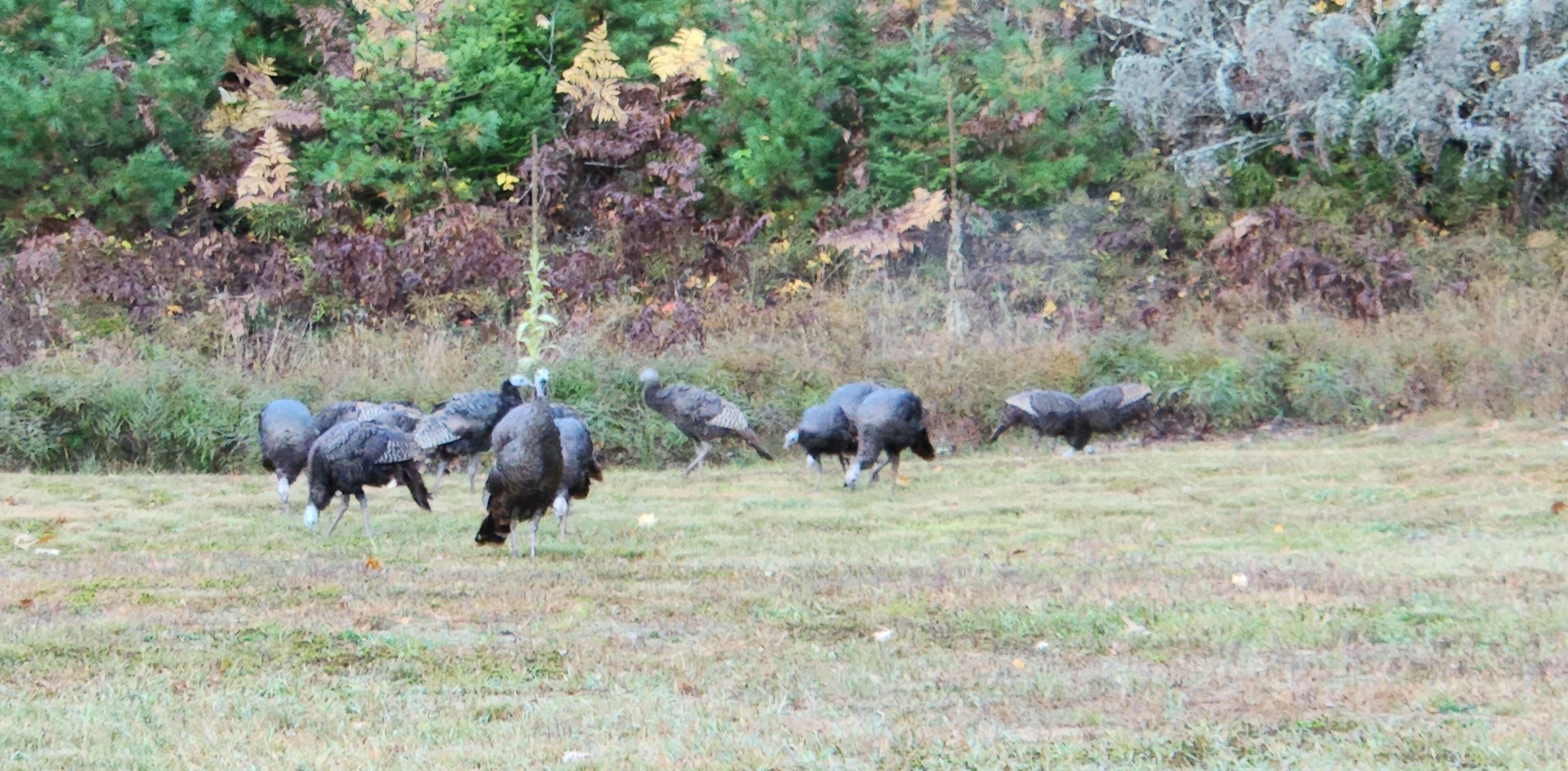 Eine Gruppe von Truthähnen auf einer Wiese, im Hintergrund Bäume.