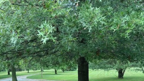 A wooden deck with a view of a park featuring trees and a grassy area.