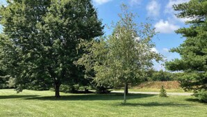 A grassy field with two large trees and a clear sky.