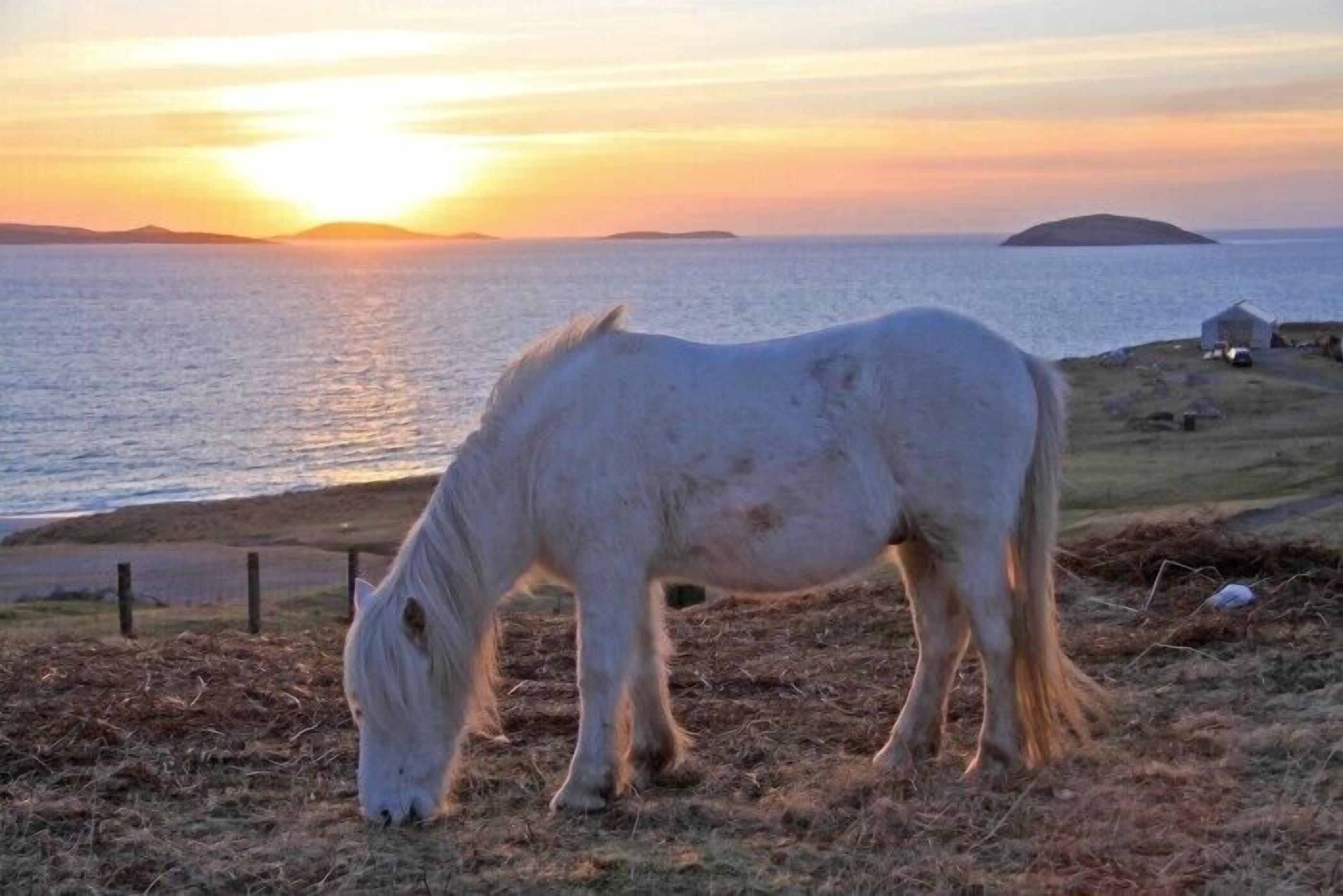 Um cavalo branco pastando perto de um corpo d'água durante o pôr do sol.