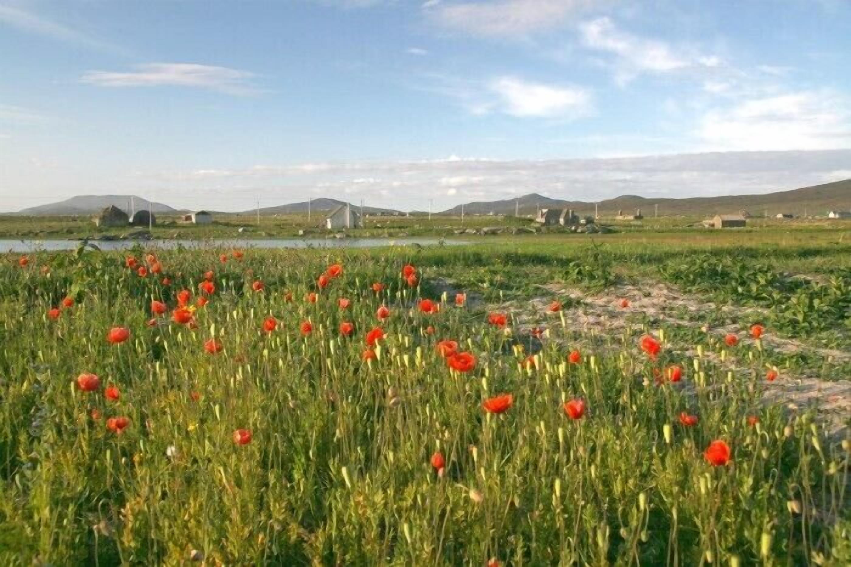 A field of red poppies with a distant view of wind turbines and small buildings.