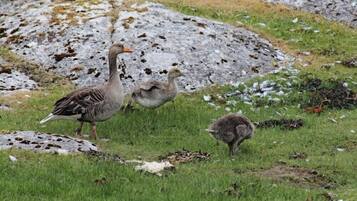 Cottage | Kawasan hartanah