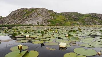 Paesaggio naturale con uno specchio d'acqua ricoperto di ninfee e fiori di loto, circondato da terreno roccioso e vegetazione.