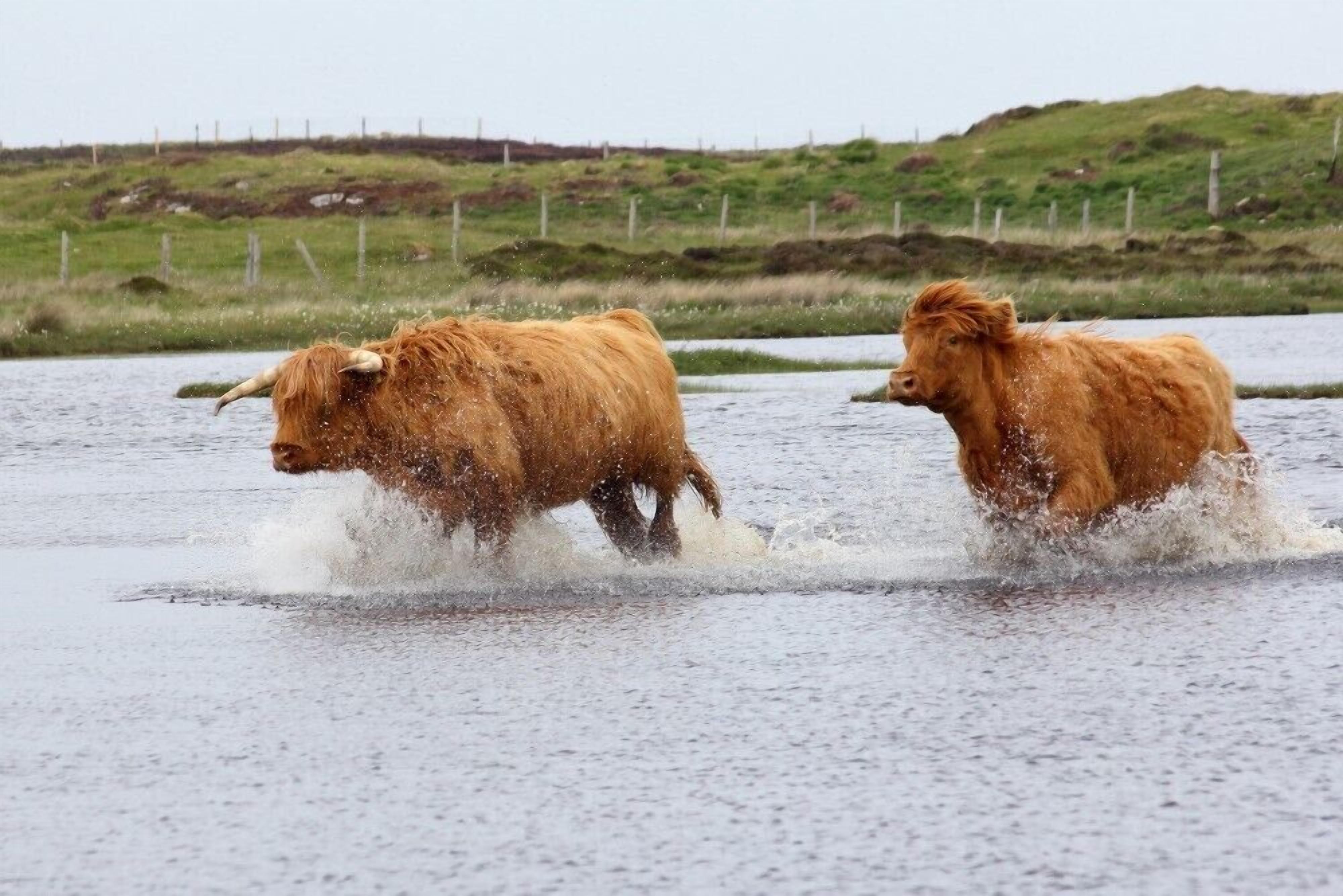 Two brown cows running through a shallow water body with a grassy hill and fence in the background.