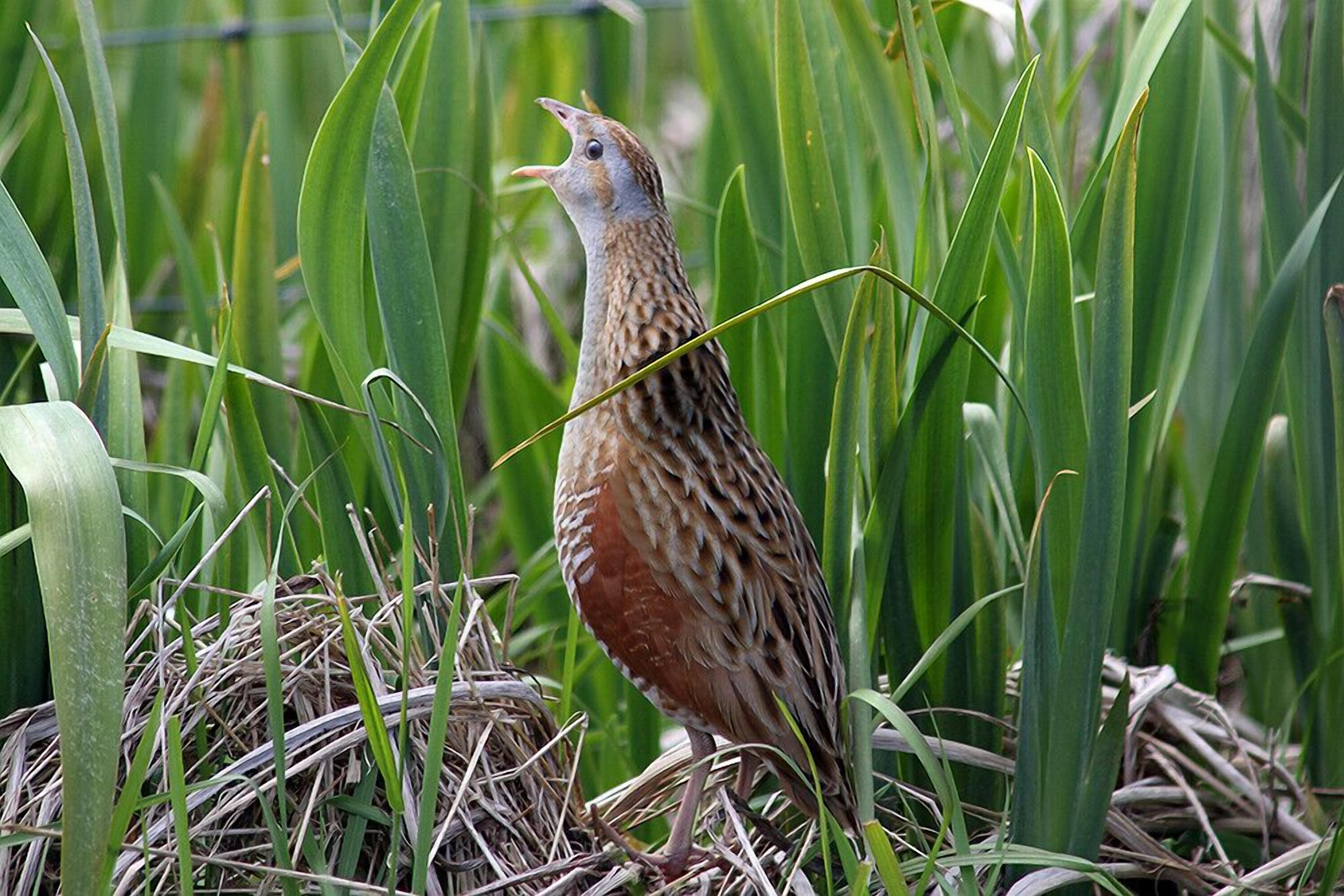 A bird standing in tall grass.