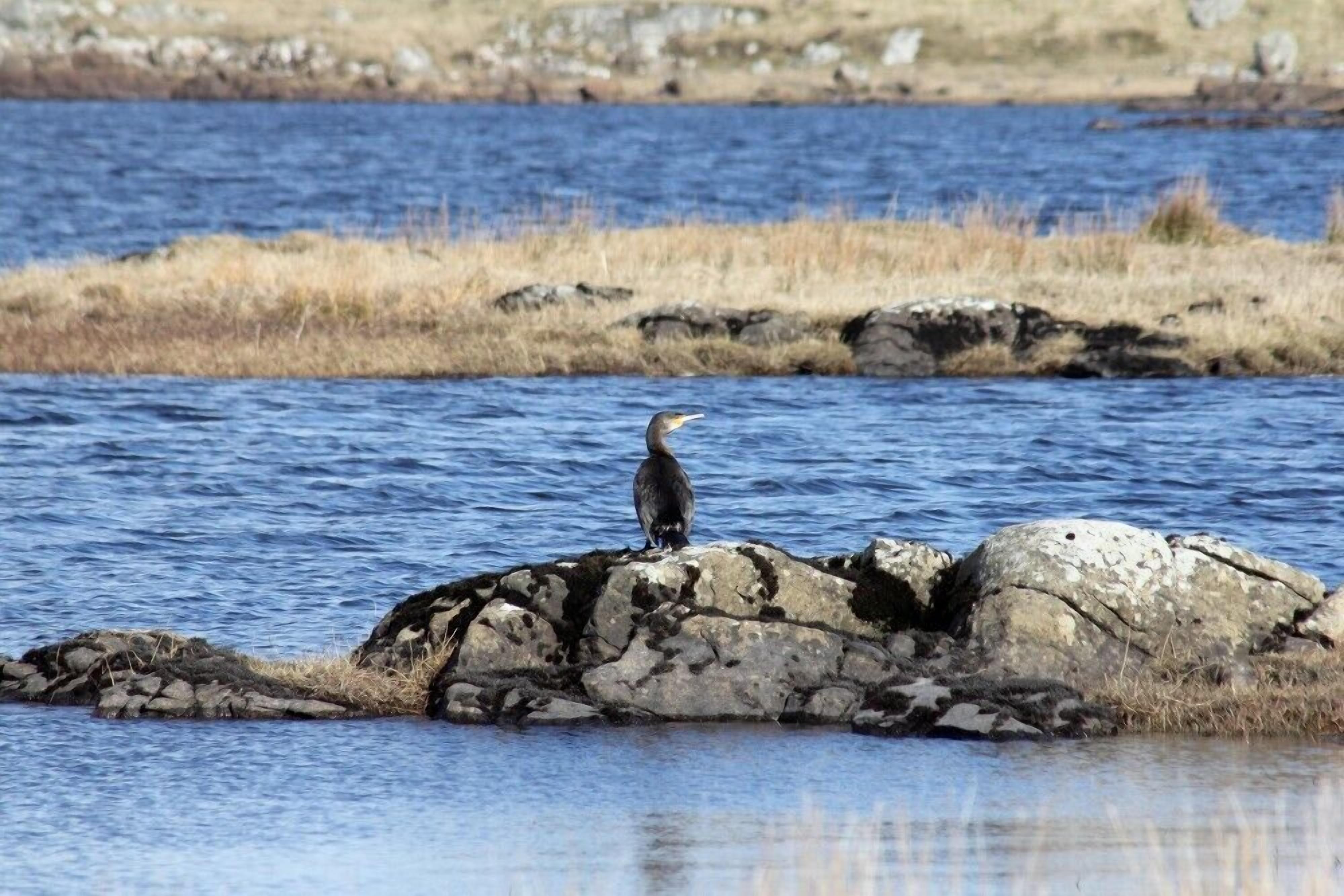 A bird perched on a rock by a body of water.