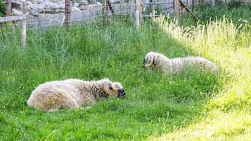 Enceinte de lâhĂ©bergement