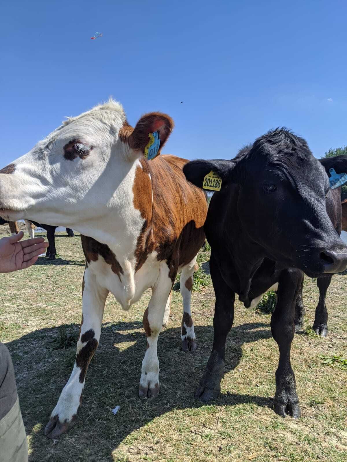 Foto - Kingfisher Barn