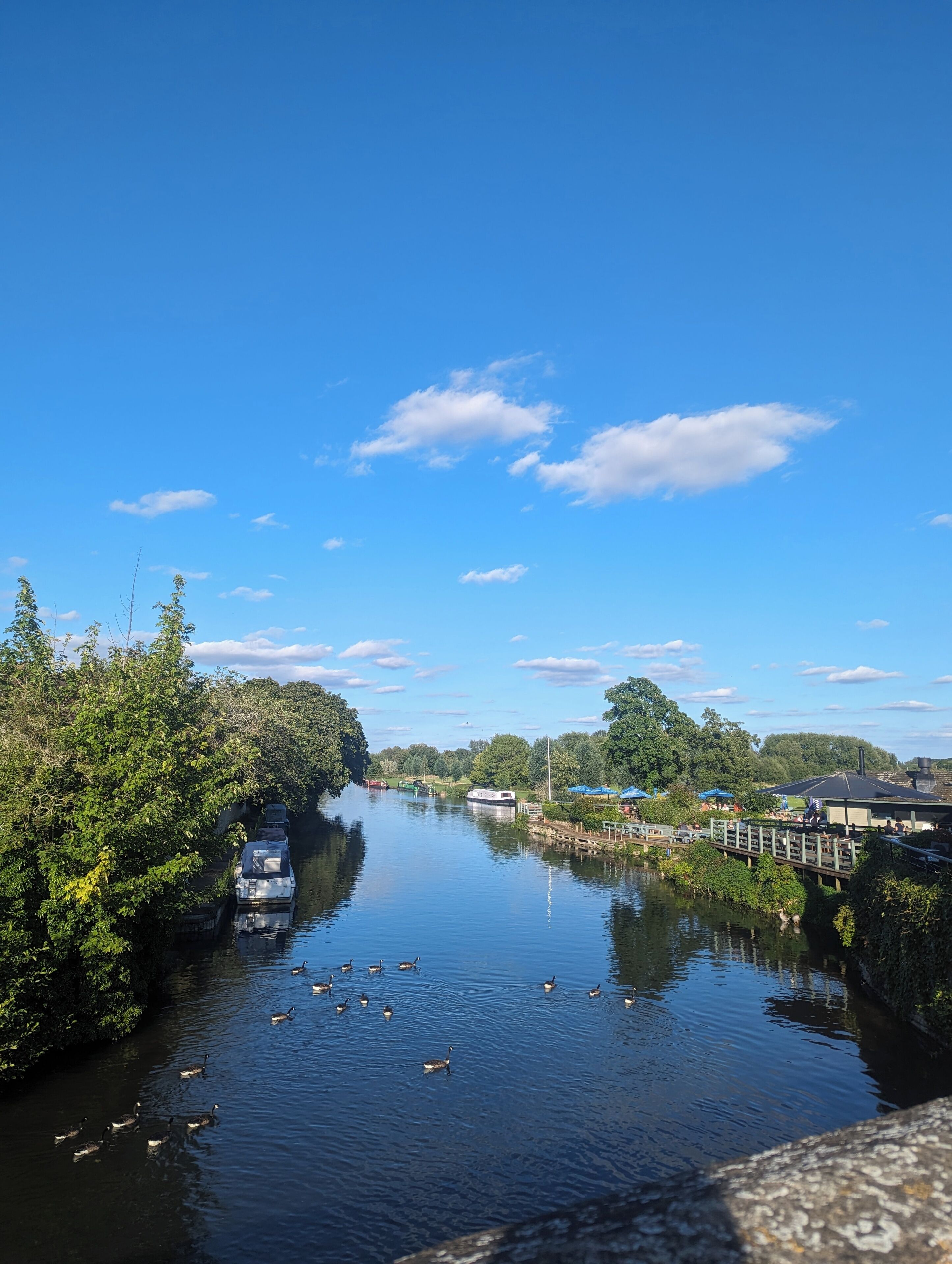 A river with boats, ducks, and a bridge.