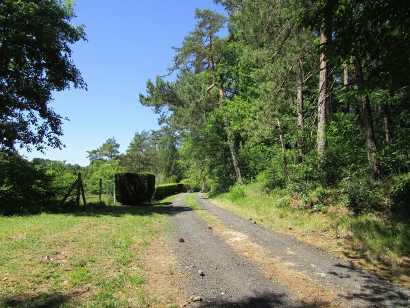 Soralla päällystetty polku, joka kulkee metsäisen alueen läpi, ja jonka molemmilla puolilla on puita ja ruohoa.