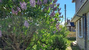 Un jardín con un árbol en flor y un sendero que conduce a un edificio.