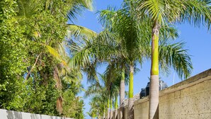 Un chemin bordé de palmiers et flanqué d’un mur en béton, qui mène à une étendue d’eau.