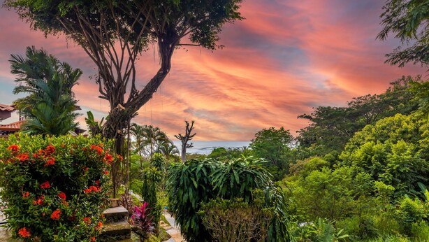 A lush garden with a variety of plants and a large tree. - Cozy Iguana Apartmentos 3 (Esterillos Oeste)
