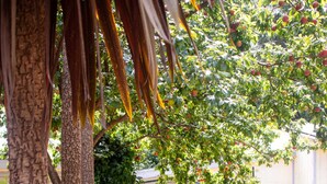 A residential property with a well-maintained lawn, a tree-lined driveway, and a house with a front door and windows. - Coastal Studio (Brookings)